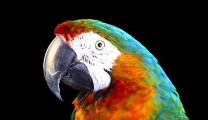 charakteristika rainbow