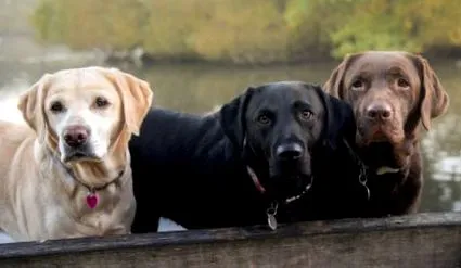 legjobb labrador