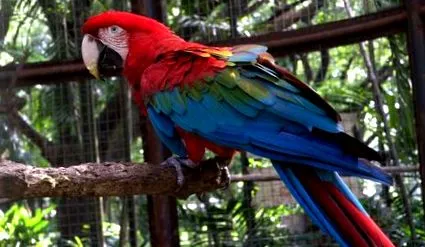 charakteristika parrot