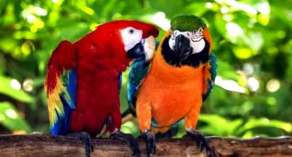 parrot rainbow