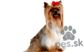karokig terrier