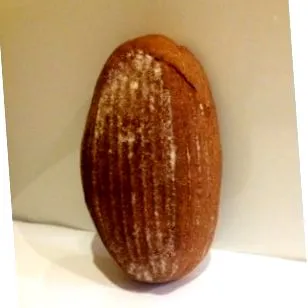 spelta spelta