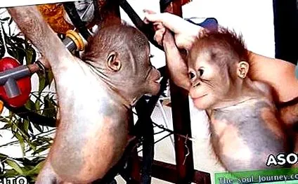 orangután