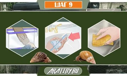 10 lépés az ellátást a csiga Achatina otthon () 10 lépés az ellátást a csiga Achatina otthon