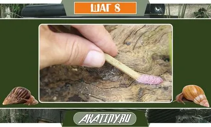 10 lépés az ellátást a csiga Achatina otthon () 10 lépés az ellátást a csiga Achatina otthon