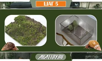 10 lépés az ellátást a csiga Achatina otthon () 10 lépés az ellátást a csiga Achatina otthon