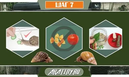 10 lépés az ellátást a csiga Achatina otthon () 10 lépés az ellátást a csiga Achatina otthon