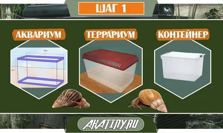 10 lépés az ellátást a csiga Achatina otthon () 10 lépés az ellátást a csiga Achatina otthon