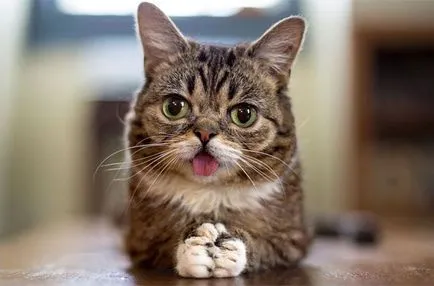 20 legnépszerűbb internetes macskák umkra
