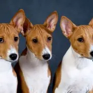 Basenji - egy kutya, hogy nem tudja, hogyan kell ugatni, titkait otthoni ápolás
