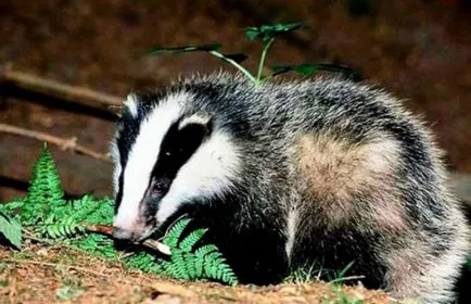 Badger állati és értékes, mint a hús, és a zsír