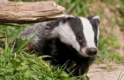 Badger állati és értékes, mint a hús, és a zsír