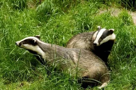 Badger - leírás, típus, ahol él, mit eszik, fénykép (leírás) Badger - leírás, típus, ahol él, mit eszik, fotók