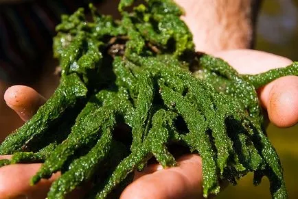 Badyaga zúzódások a szem alatti módon alkalmazni