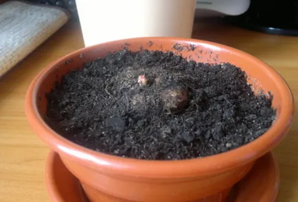 Begonia gumó ültetés és gondozás, a kertben, a növekvő szabályok