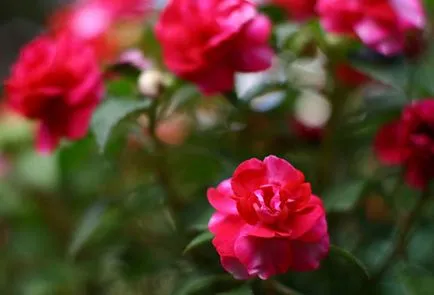 Impatiens kert