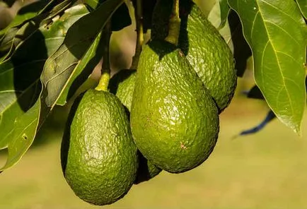 Avocado egy kő otthon
