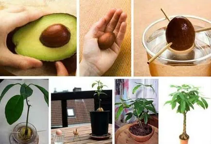 Avocado egy kő otthon