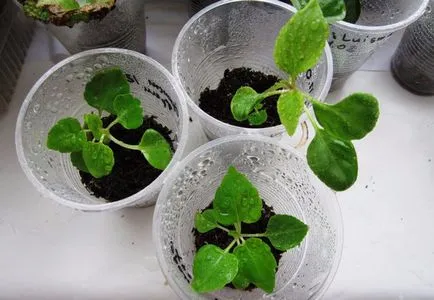 Impatiens kert titkait ültetés és gondozása növények (telepítési) Impatiens kert titkait ültetés és gondoskodó növények