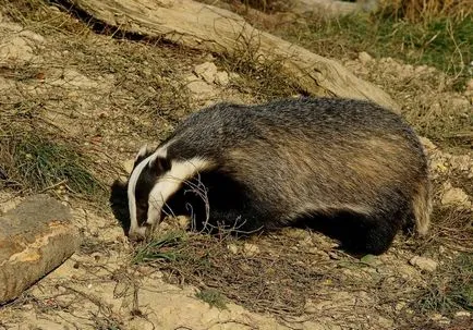 Badger - leírás, típus, ahol él, mit eszik, fotók (motorok) Badger - leírás, típus, ahol él, mit eszik, fotók
