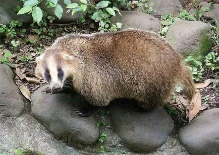 Badger - leírás, típus, ahol él, mit eszik, fotó (kép) Badger - leírás, típus, ahol él, mit eszik, fotók