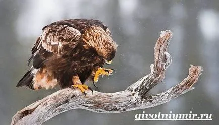 Golden Eagle madár