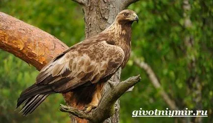 Golden Eagle madár