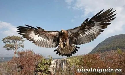 Golden Eagle madár
