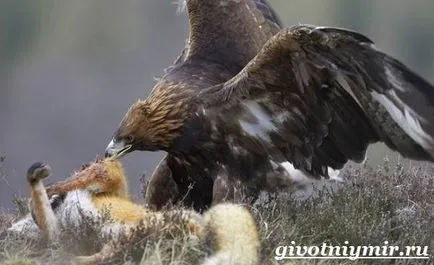 Golden Eagle madár