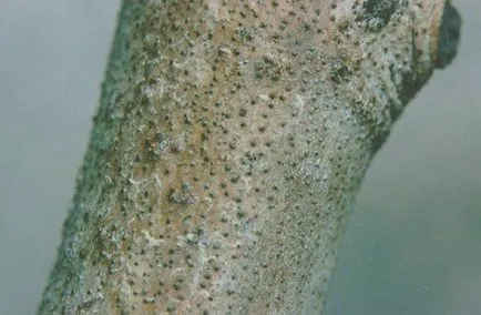 Betegségek A sárgabarack fa és egyéb problémák, miért nem gyümölcsöt, és mi köze van a képek