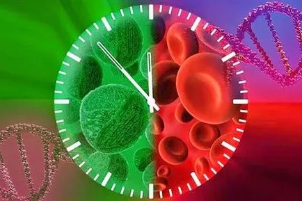 A biológiai óra a test - egészséges élettartam (biológiai) A biológiai óra a test - egészséges élettartam