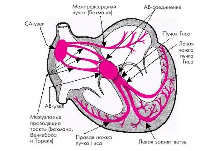 Heartbeat teljesítménymutatók és ráta kor (szív) Szívverés sebességét és teljesítményét a korosztály