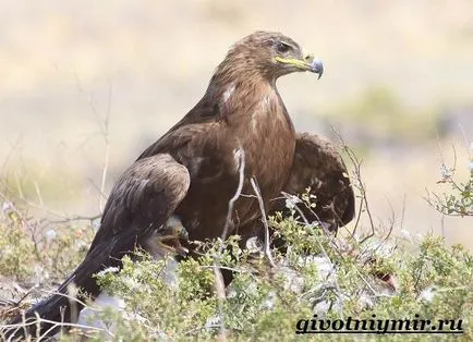 Golden Eagle madár