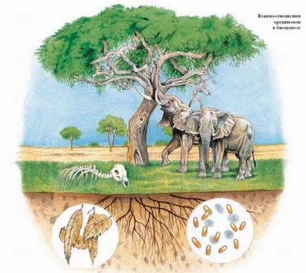 Biocoenosis - ez