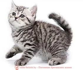 Brit cica képek, ár, vagy mennyi az ára egy brit cica brit macska, és a macska (cica brit ár) Brit cica képek, ár, vagy mennyi az ára egy brit cica brit macska, és a macska