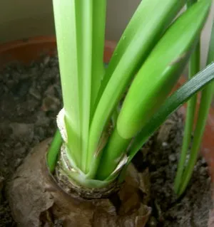 Értékes információt gondozásában egy cserepes növény Hippeastrum az otthoni