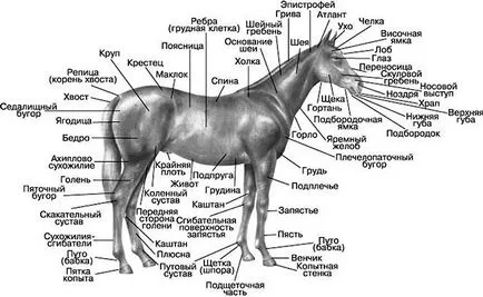 ló testrészek mar vissza, karaj, a far, bordák, pata, nagyanyja és mellső lábak