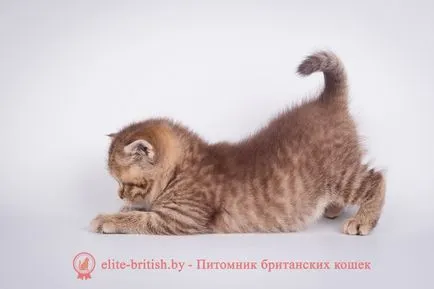 Kiscicák fotók, ár, vagy mennyi az ára egy brit cica brit macska, és a macska (British csincsilla cica ár) Brit cica képek, ár, vagy mennyi az ára egy brit cica brit macska, és a macska