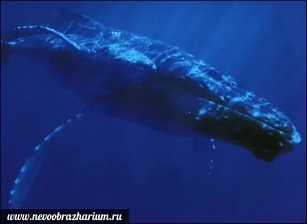 A legnagyobb bálna a világ