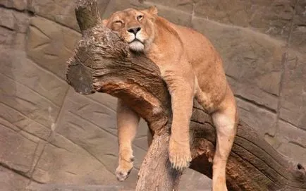 Mi az, hogy nem egy lusta nap