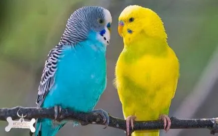 Amit nem lehet táplálni a budgies