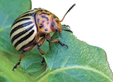 Mit és hogyan kell permetezni a burgonya