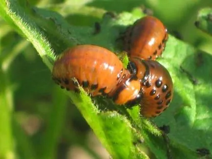Mit és hogyan kell permetezni a burgonya