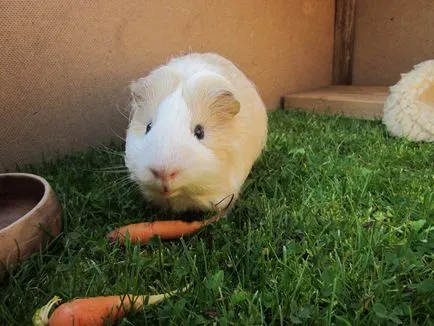 Mi a takarmány egy tengerimalac (ami eszik lista, élelmiszer, táplálás)