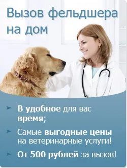 Mi a teendő, ha a macska beteg, vagy van egy gyomorfájás (ill) Mi a teendő, ha a macska beteg, vagy van egy gyomorfájás