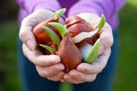 Mi van, ha halvány tulipánok ásni, vagy sem (tulipán) Mi van, ha halvány tulipánok ásni, vagy sem