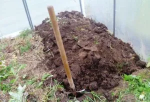 A megtermékenyített paradicsom az üvegházban gazdag termés (Mi ásványi anyagok is szükségesek) A megtermékenyített paradicsom az üvegházban gazdag termés