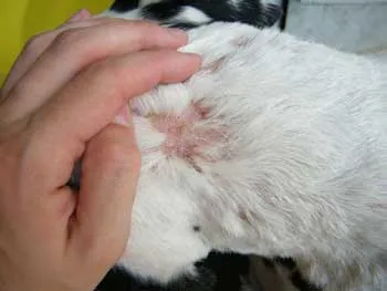 Rüh macskák tünetek és a kezelés az otthoni, hogy a személy (kezelés) továbbítjuk Rüh macskák tünetek és a kezelés az otthoni, hogy a személy átadásra