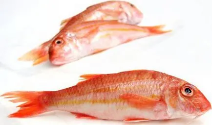 Fekete-tengeri vörös márna (Mullus barbatus) leírását, fotók, halászat (a Fekete-tenger) Fekete-tengeri vörös márna (Mullus barbatus) leírását, fotók, halászat