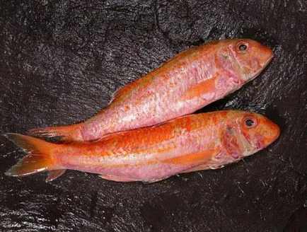 Fekete-tengeri vörös márna (Mullus barbatus) leírását, fotók, halászat (rendes) Fekete-tengeri vörös márna (Mullus barbatus) leírását, fotók, halászat